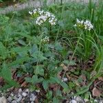 Valeriana montana অভ্যাস