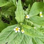 Galinsoga quadriradiataFlower