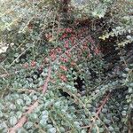 Cotoneaster horizontalis Blad