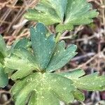 Anemonoides blanda ᱥᱟᱠᱟᱢ