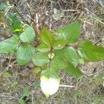 Rosa chinensis Leaf