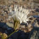 Chaenactis carphoclinia Кветка