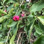 Euonymus europaeus Fruit