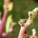Chenopodium glaucum Plod