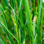 Poa trivialis Flor