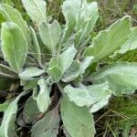 Heterotheca grandiflora Leaf