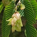 Carpinus japonica ഫലം