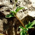 Tridax procumbens Leaf