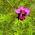 Dianthus giganteus Кветка