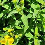 Hypericum ascyron Φύλλο