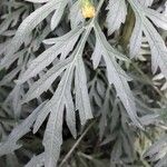 Bidens bipinnata Leaf