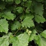 Crataegus submollis Leaf