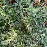 Cirsium ferox برگ