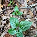 Viburnum dentatum Frunză