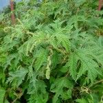 Girardinia diversifolia Blatt