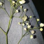 Gypsophila paniculata Flower