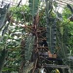 Philodendron billietiae Hoja