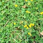 Medicago minima 整株植物