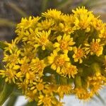 Solidago sempervirens Flor