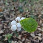 Symphoricarpos albus Fruit