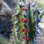 Euphorbia scarlatina Fruit