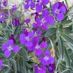 Matthiola incana Blüte