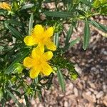 Hypericum kalmianum Flor