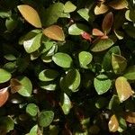 Syzygium paniculatum Leaf