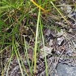 Eriophorum virginicum Folha