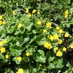 Caltha palustris Buveinė