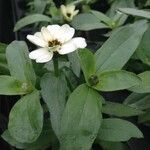 Zinnia spp. फूल