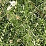 Scabiosa ochroleuca Hábito