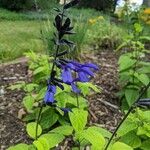 Salvia patensFlower