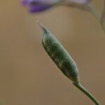 Delphinium gracile Fruct