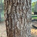 Quercus stellata Bark