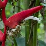 Heliconia pendula फल