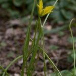 Gagea spathacea 其他