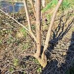 Sambucus racemosa Corteccia