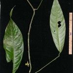 Heisteria macrophylla Altul/Alta