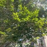 Ulmus pumila पत्ता