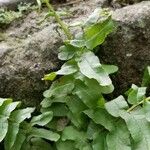 Pellaea atropurpurea Hoja