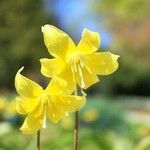 Erythronium tuolumnense Květ