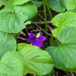 Viola sororia Flor