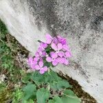 Lunaria annua花