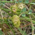 Medicago littoralis Frugt