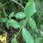 Lonicera periclymenum Blad