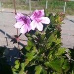 Pelargonium graveolensFlors