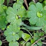 Bowlesia incana Leaf