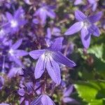 Campanula garganica Blomma