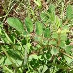 Indigofera hirsuta Hoja